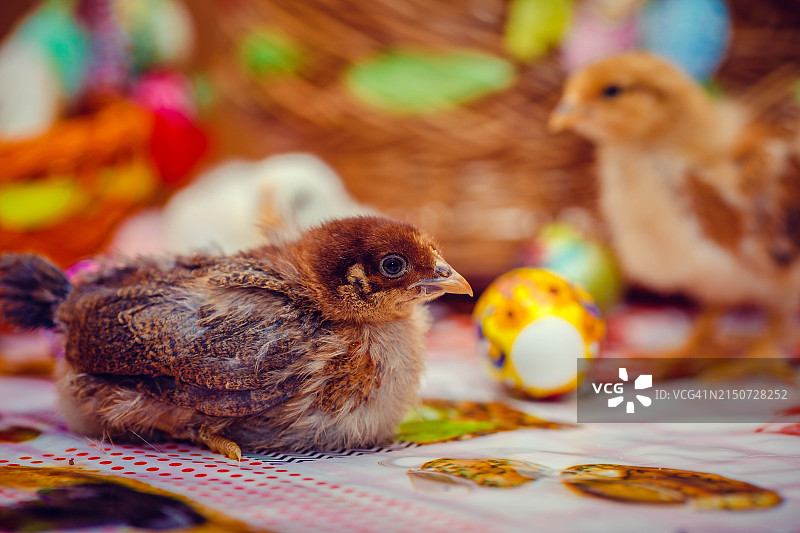 小鸡特写图片素材