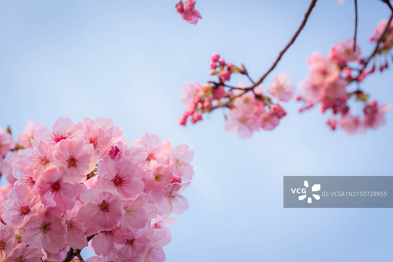 天空中的粉色樱花仰视图图片素材