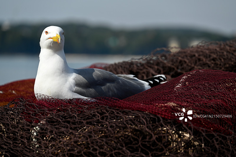 岸边栖息的海鸥特写图片素材