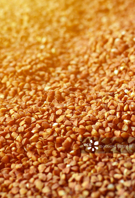 小麦特写图片素材