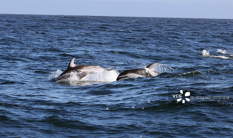 太平洋白边海豚群图片素材