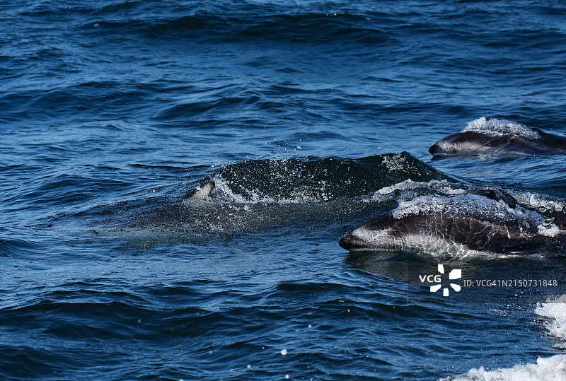 太平洋白边海豚群图片素材