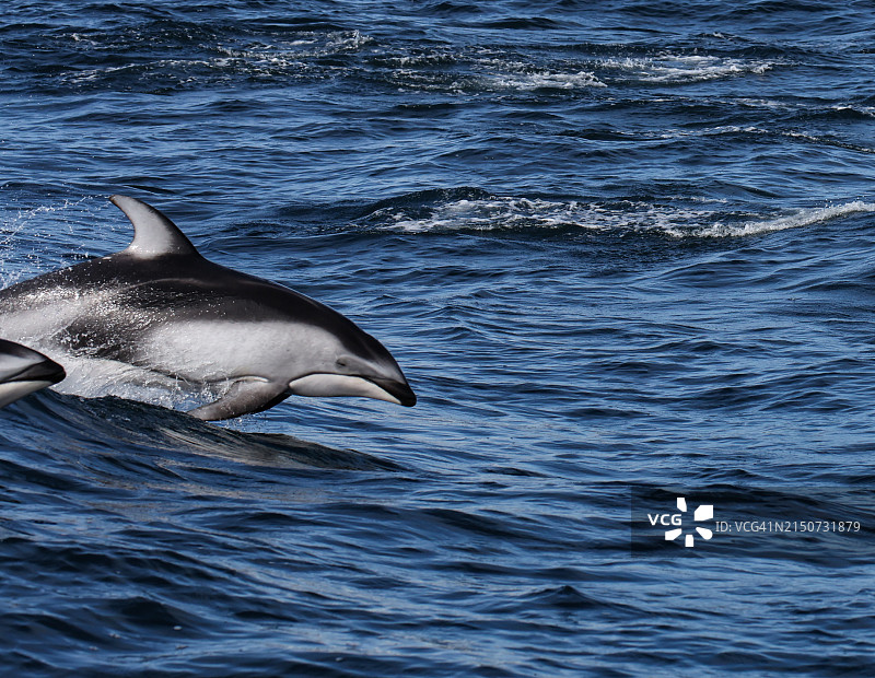 太平洋白边海豚群图片素材