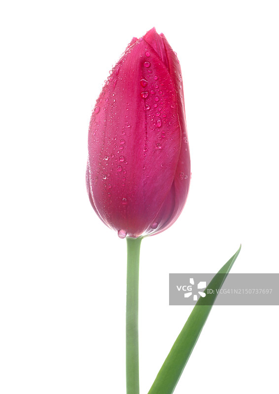 带有水珠的粉色郁金香特写图片素材