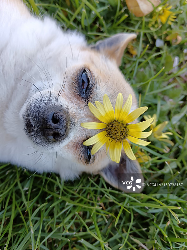 头上戴着黄色花的狗图片素材