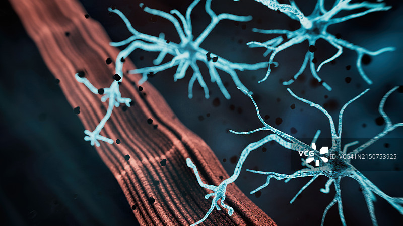 神经肌肉接头图片素材