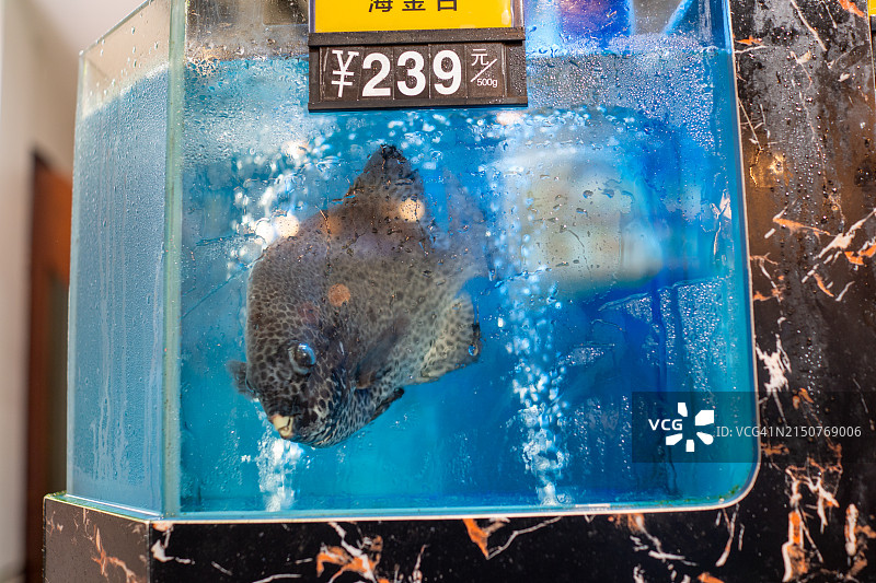 餐厅鱼缸里的星点 Scat 游泳图片素材