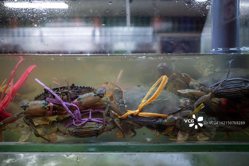 餐厅鱼缸中包装好的雌性泥蟹图片素材