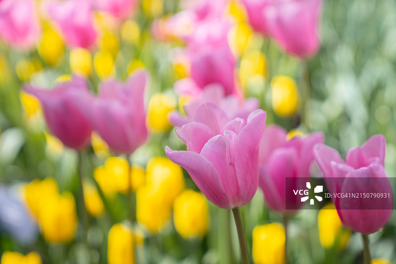 花园里美丽的郁金香花图片素材