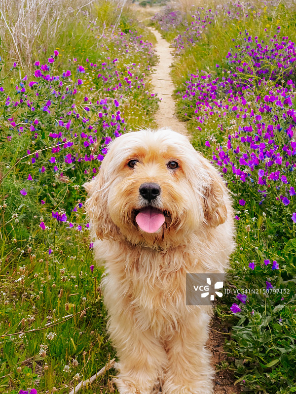 春天里，卷毛拉布拉多犬在紫色花朵间行走，吐着舌头图片素材