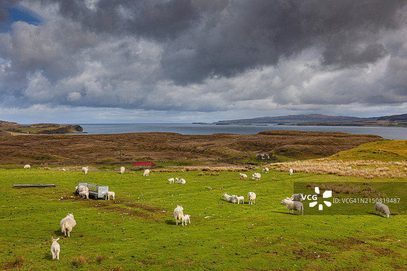 苏格兰斯凯岛羊群图片素材