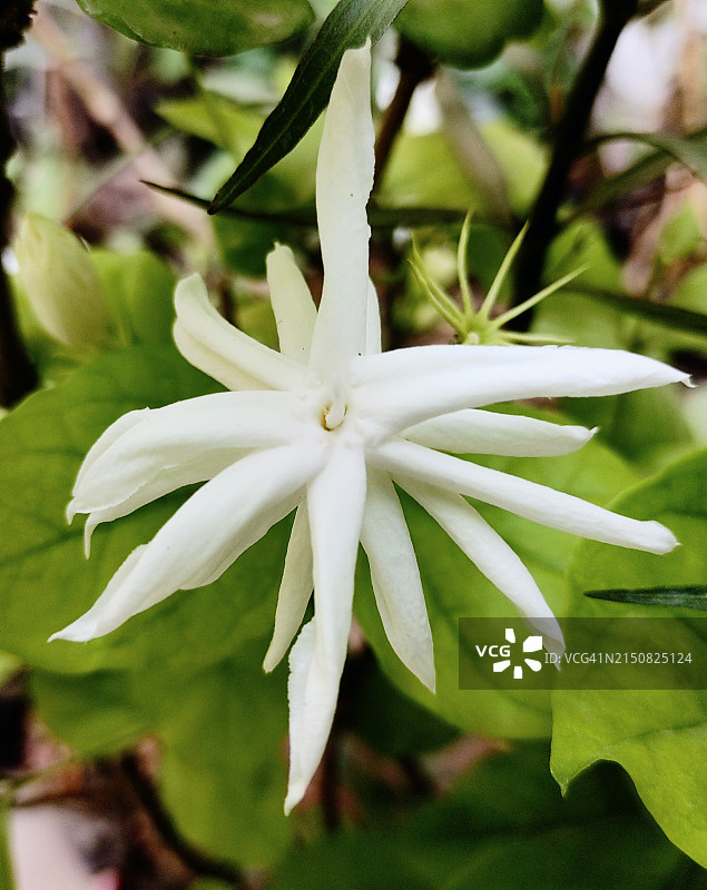 茉莉花图片素材