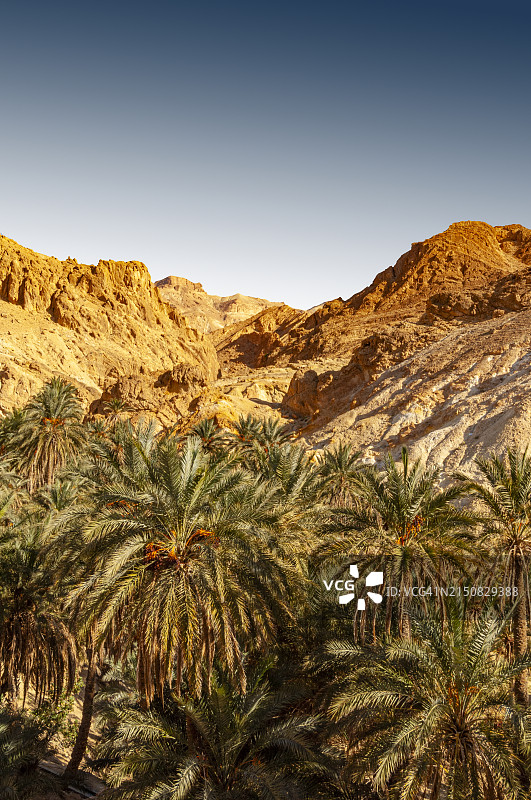 突尼斯舍比卡山绿洲图片素材