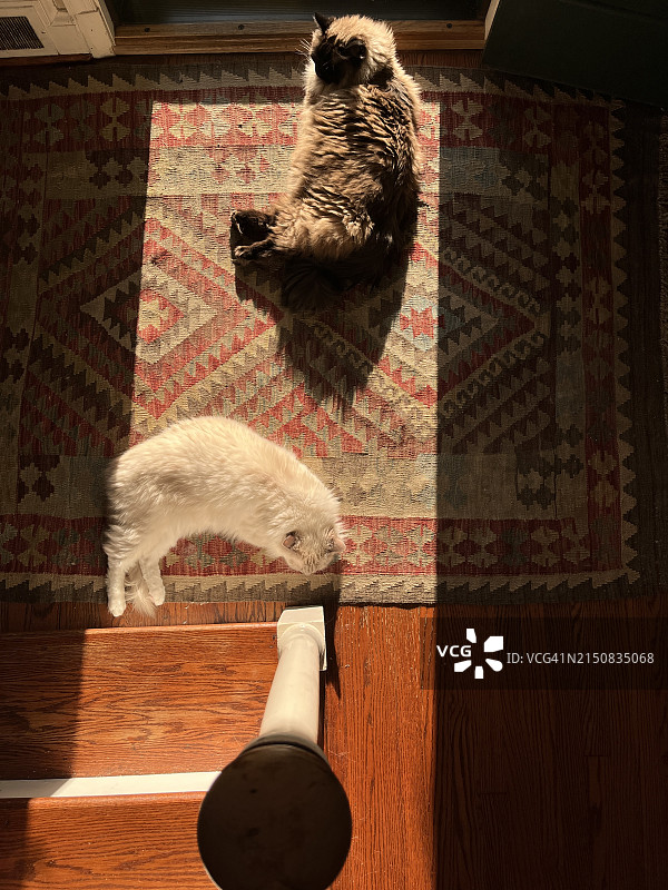 两只布偶猫朋友在阳光下小睡图片素材