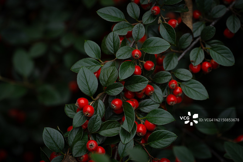 红果栒子图片素材