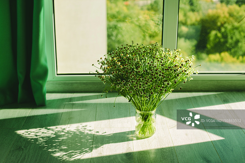 阳光下的家居雏菊花束图片素材