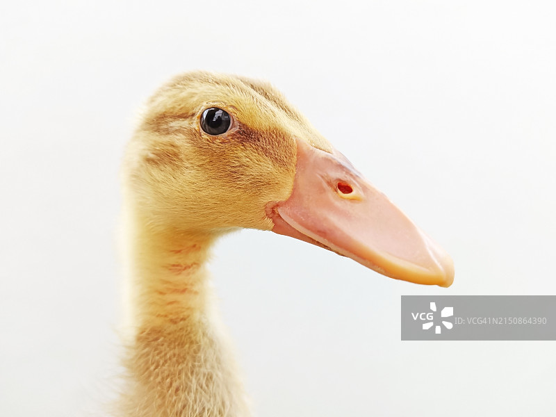 看着镜头的鸭子特写图片素材