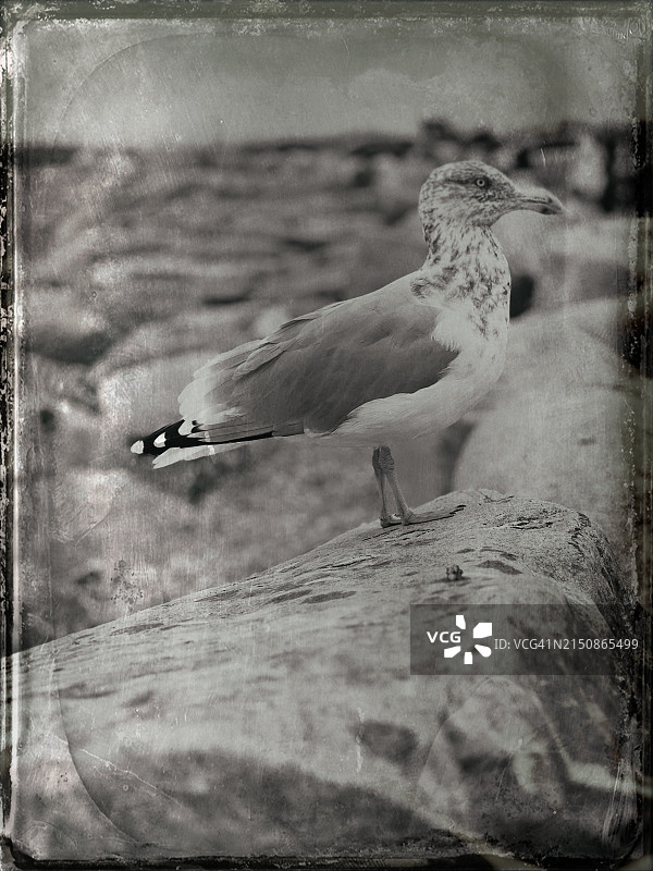 复古海鸥图片素材