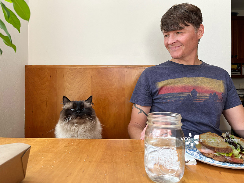 布偶猫和主人在厨房餐桌旁图片素材