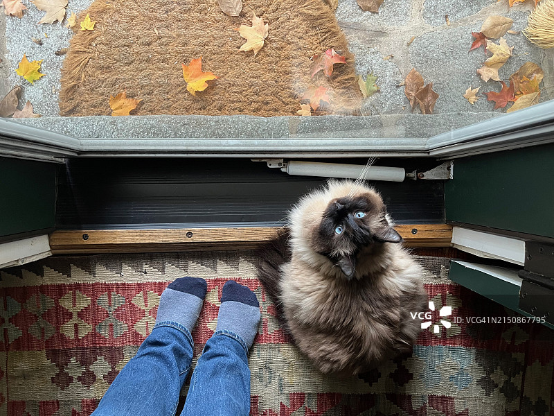 俯视角度拍摄的等待开门的猫图片素材