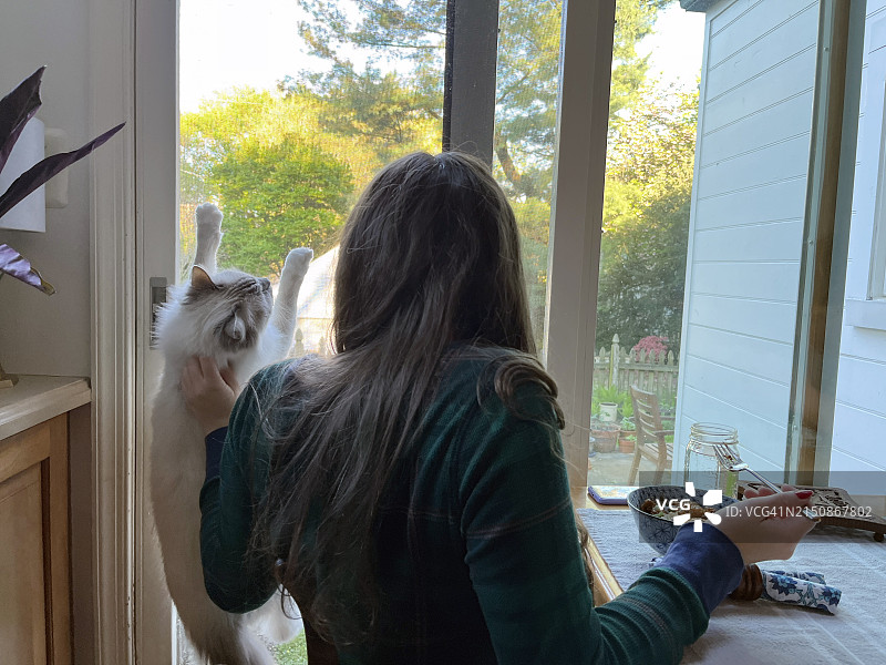 顽皮捣蛋的布偶猫爬纱门，女孩正在吃饭图片素材