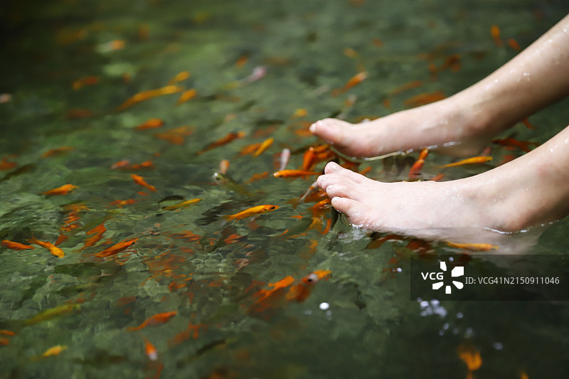 中国台湾礁溪乡的温泉鱼，鱼会吃掉人脚上的角质图片素材