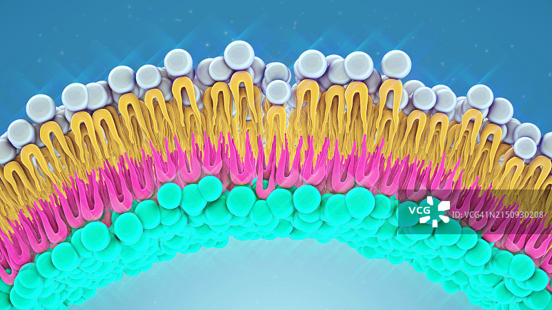 细胞膜磷脂结构图片素材