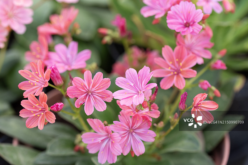 粉色的露薇花图片素材