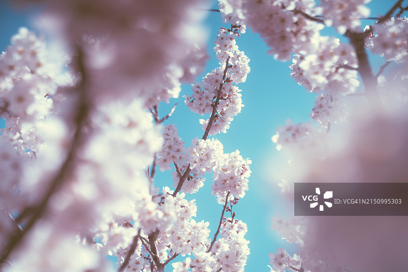 日本春天盛开的鲜艳粉色樱花特写图片素材