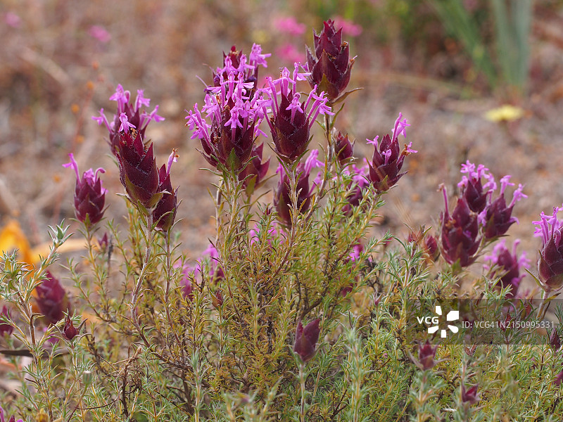 野花：Thymus lotocephalus图片素材