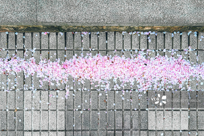 人行道上的粉色花瓣图片素材