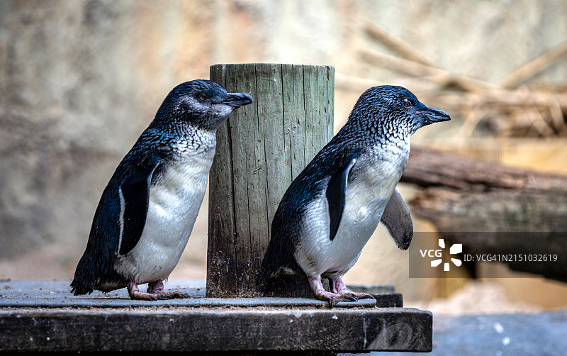 小蓝企鹅图片素材
