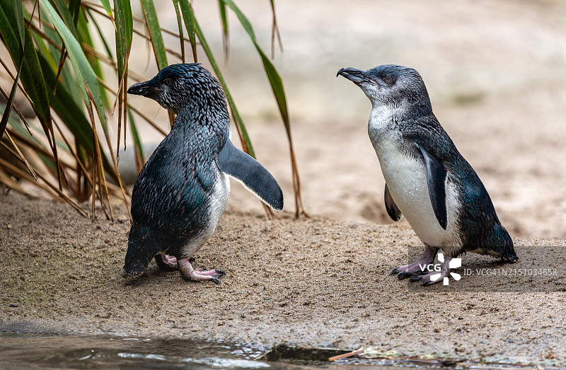 小蓝企鹅图片素材