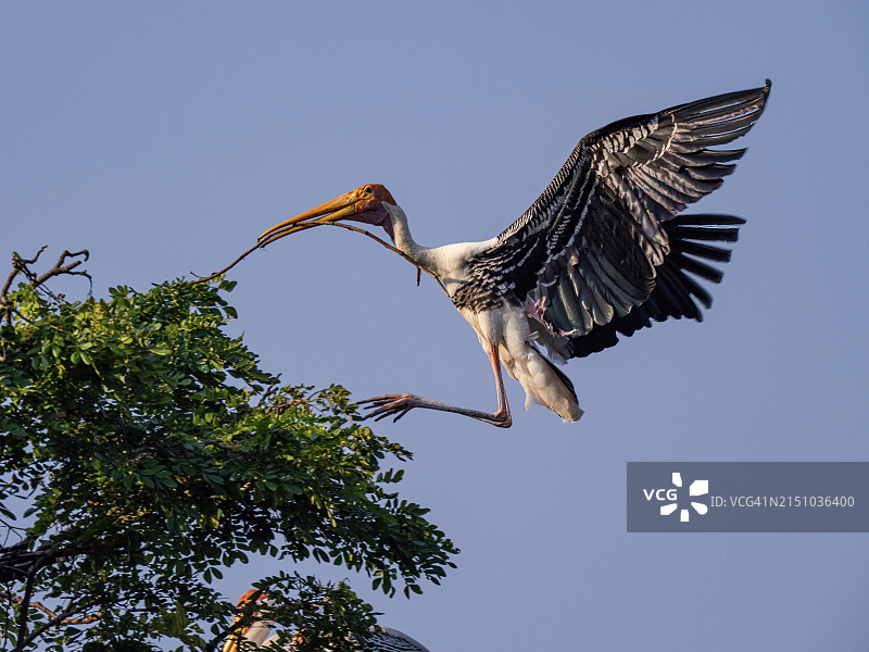 鹳展开翅膀，握着树枝降落在树梢上图片素材