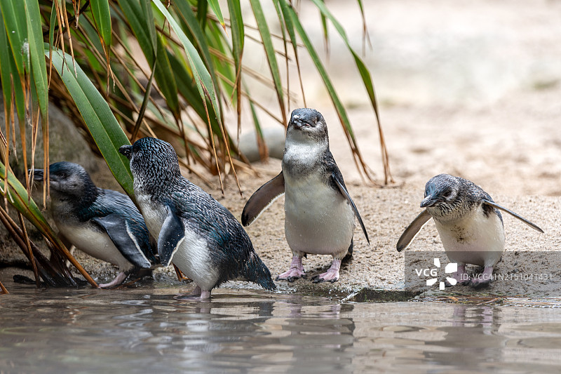 小蓝企鹅图片素材