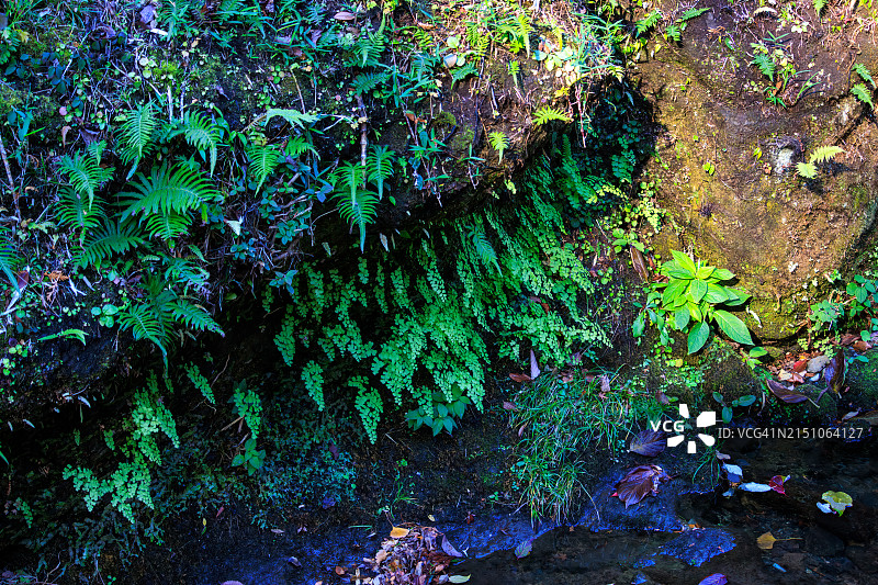 岩壁上的岩白菜（Conandron ramondioides, Lamiaceae）图片素材