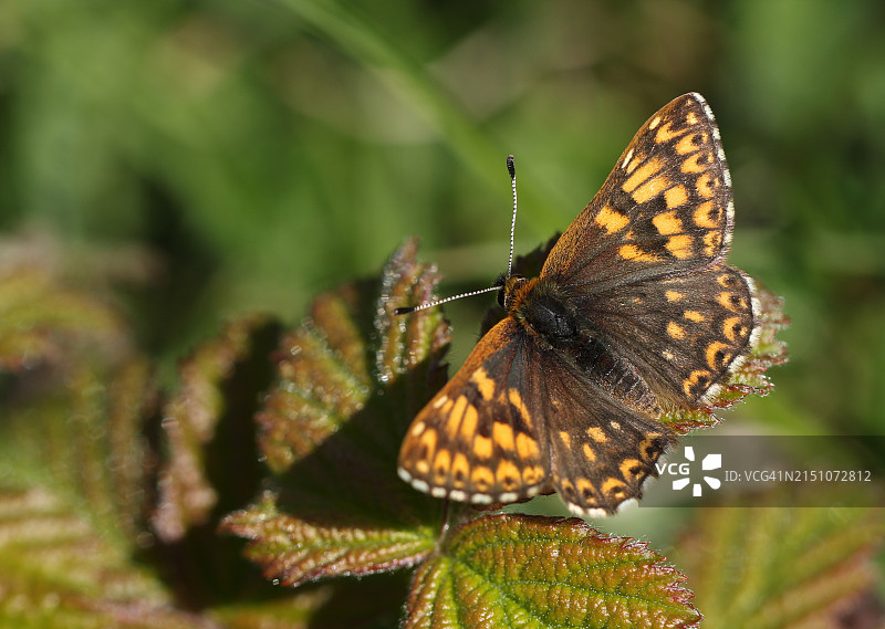 罕见的勃艮第公爵蝴蝶停在春天荆棘丛的叶子上图片素材
