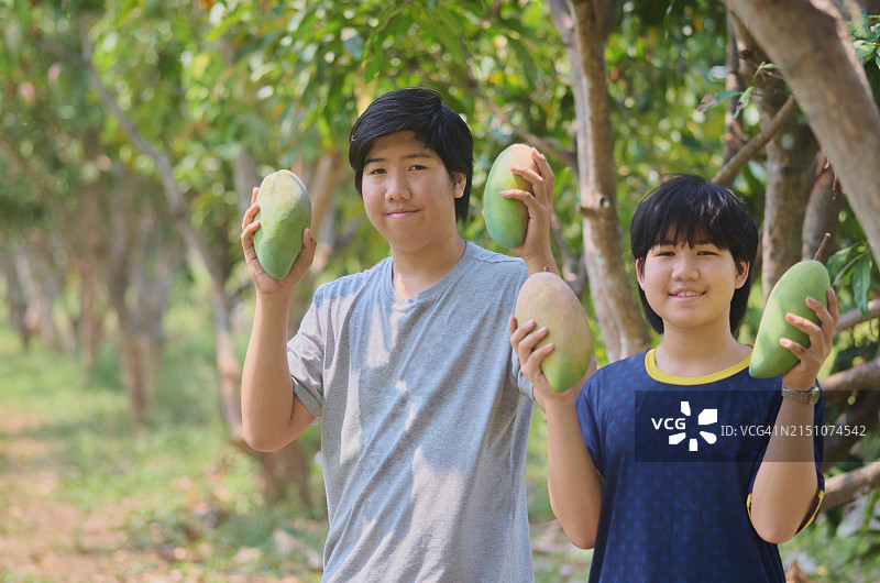 兄妹拿着有机农场的大芒果图片素材