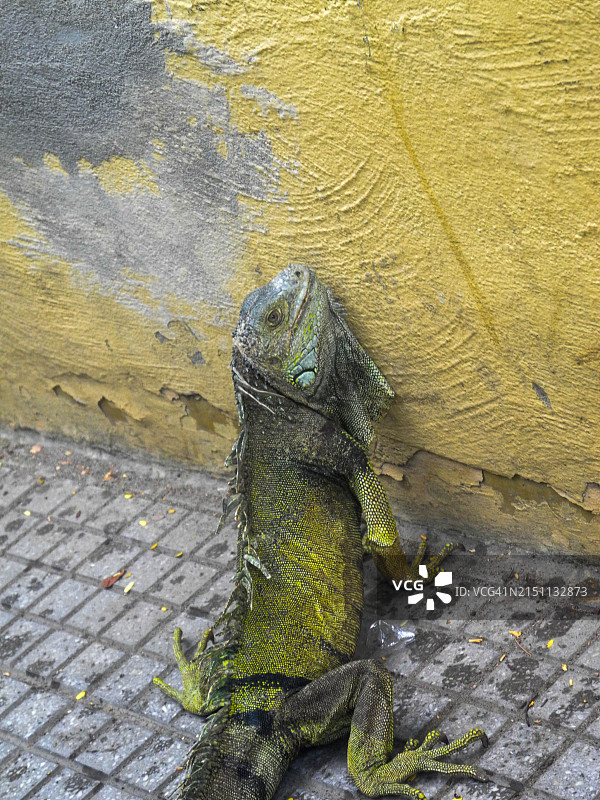 在枯树上的鬣蜥，背景是天空和云彩图片素材