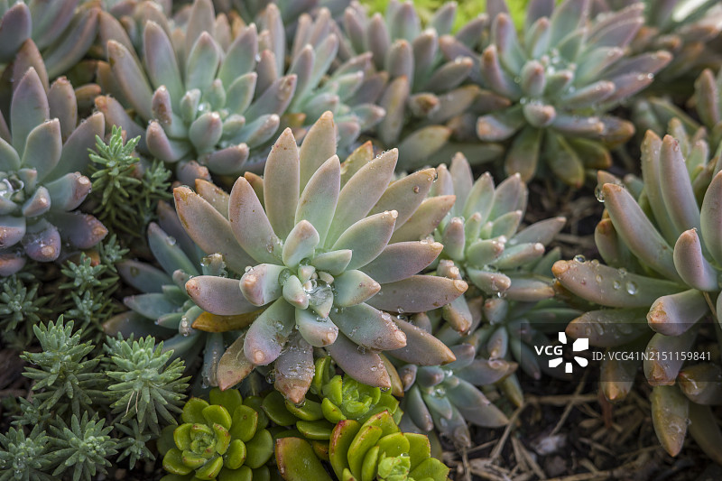花园里带水滴的多肉植物特写，自然背景图片素材