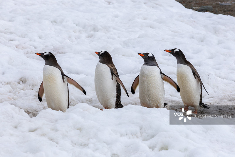 南极洲米克尔森港，第二部分图片素材