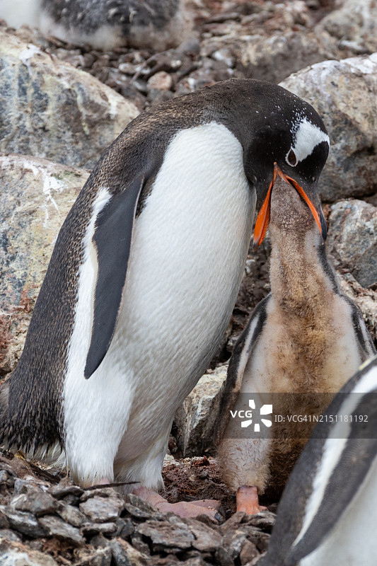 南极洲米克尔森港，第二部分图片素材