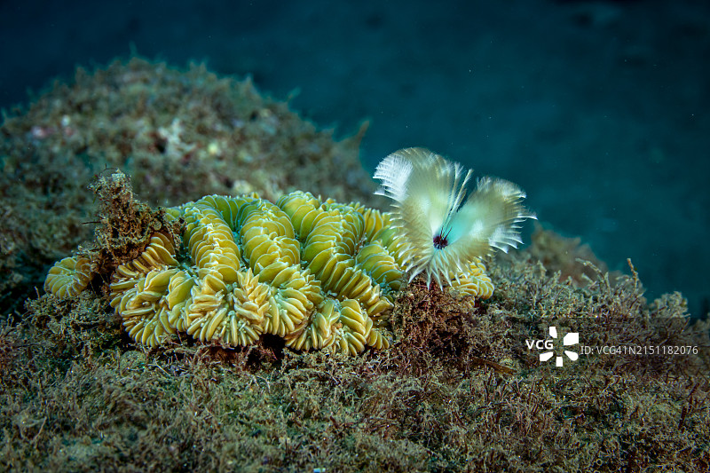 裂冠羽毛掸子。图片素材