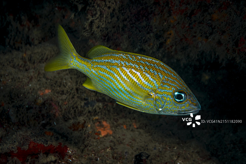 法式咕噜甜点图片素材