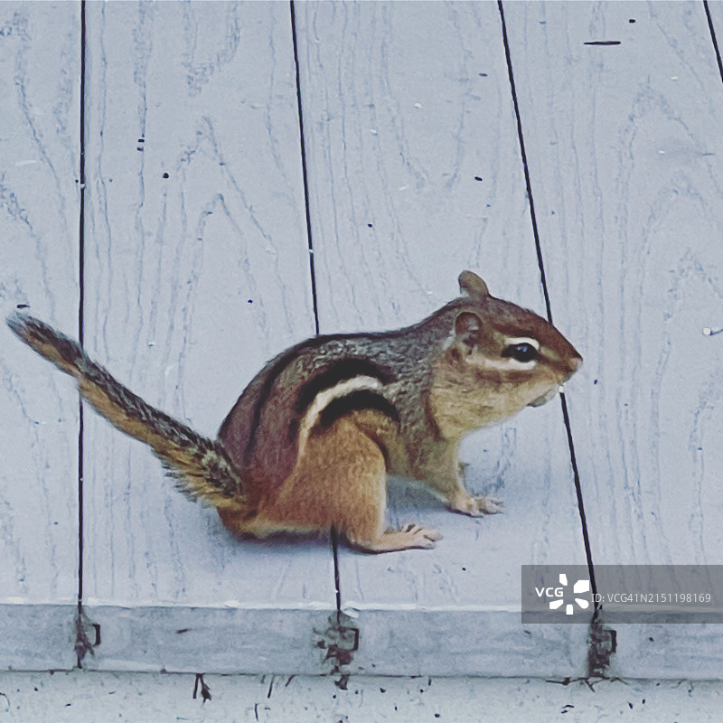 花栗鼠图片素材