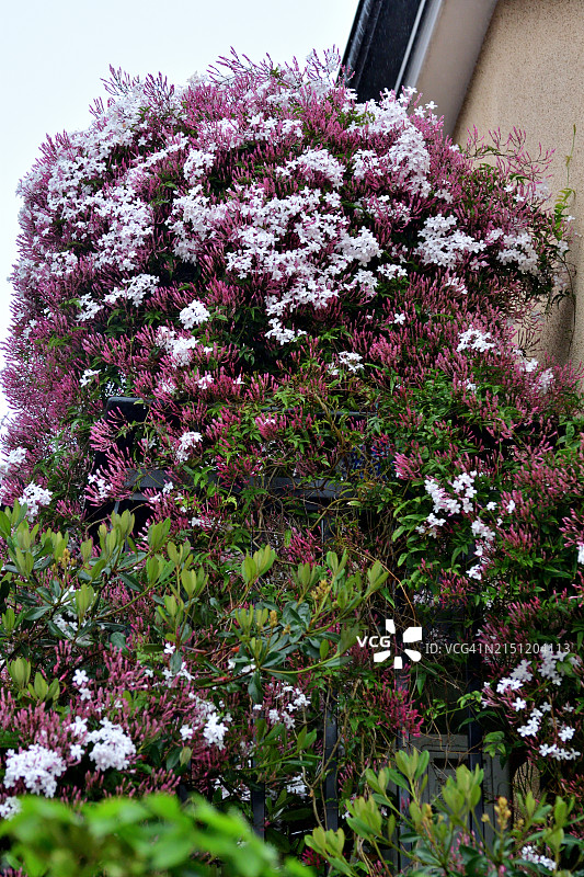 多花素馨：浓香长管状白花常绿藤本图片素材