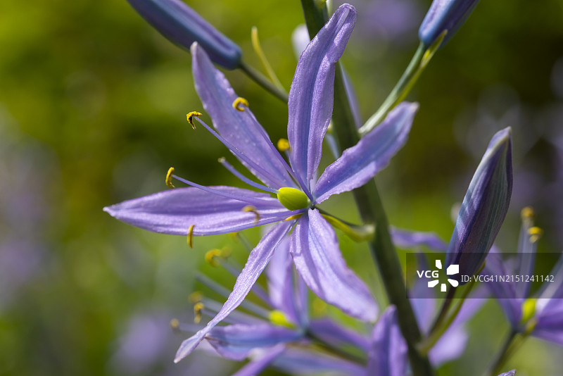 在春末盛开的淡蓝色卡马斯图片素材