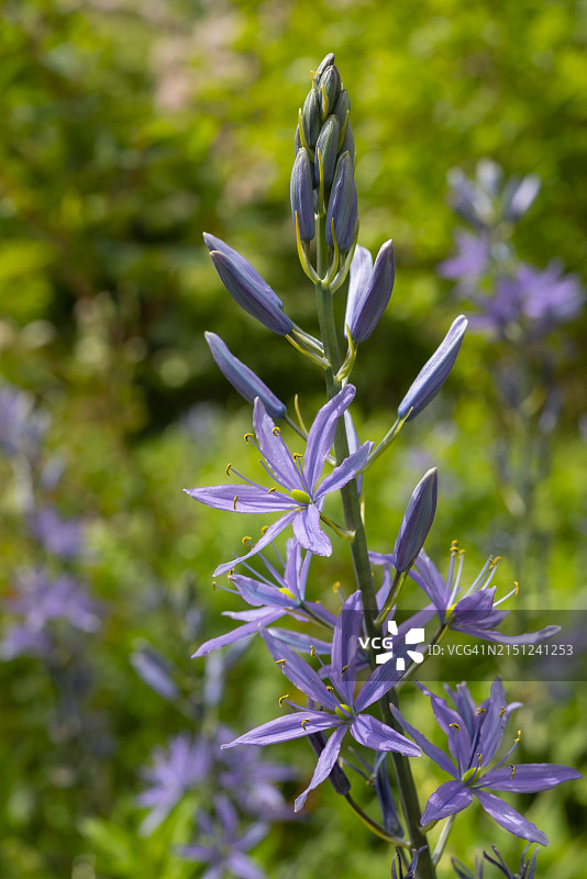在春末盛开的淡蓝色卡马斯图片素材