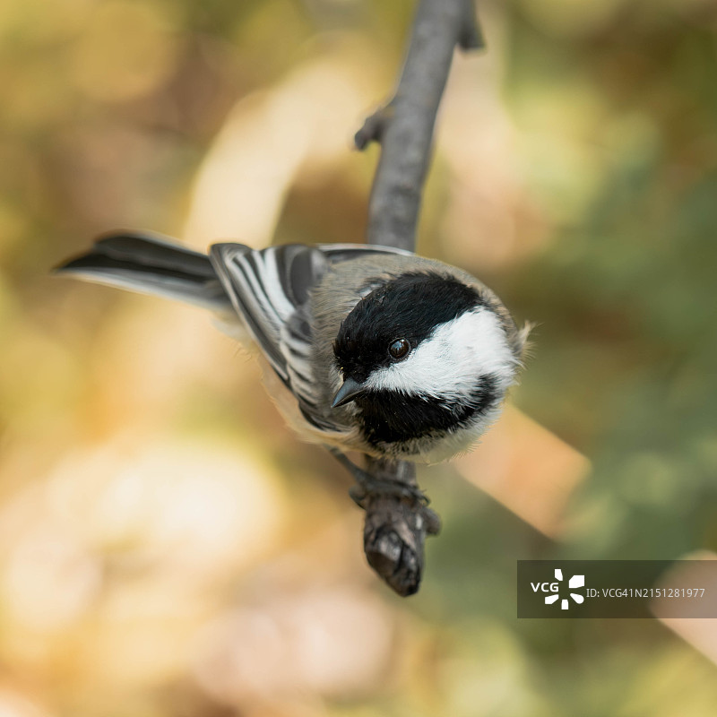 秋色背景下的山雀图片素材