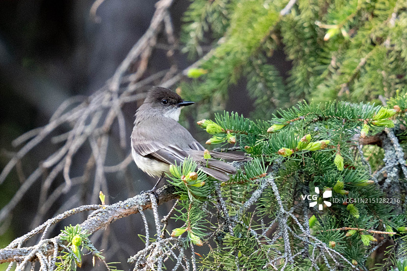 东部美洲食蜂鹟图片素材
